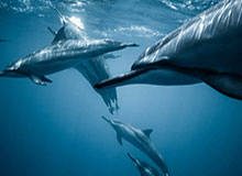 欧文开直播遭利拉德调侃 KD尖锐发问逗笑队友